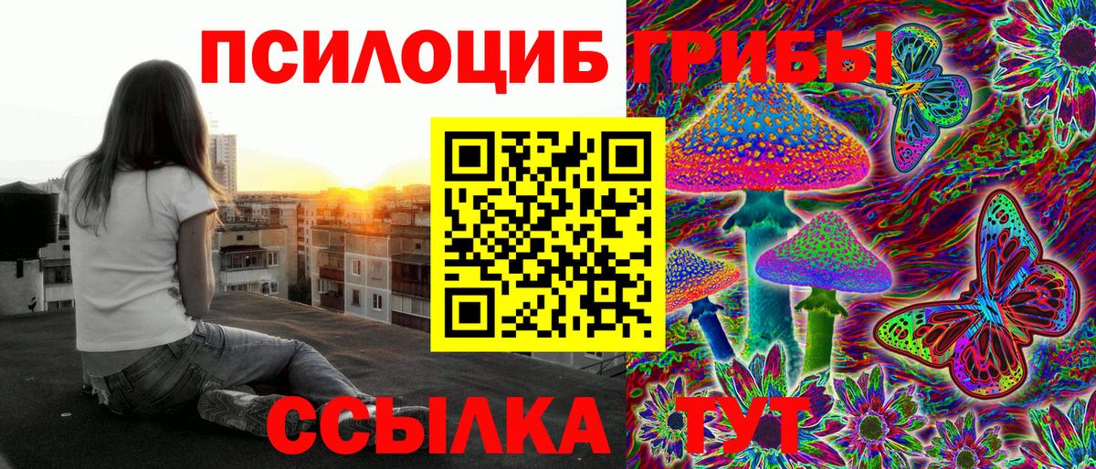 Псилоцибиновые грибы Psilocybe Нальчик