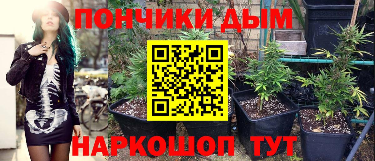 Каннабис сатива Нальчик
